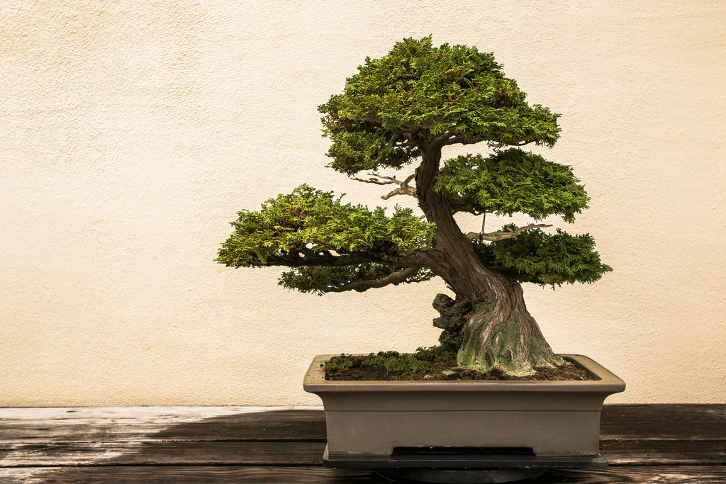 bonsai