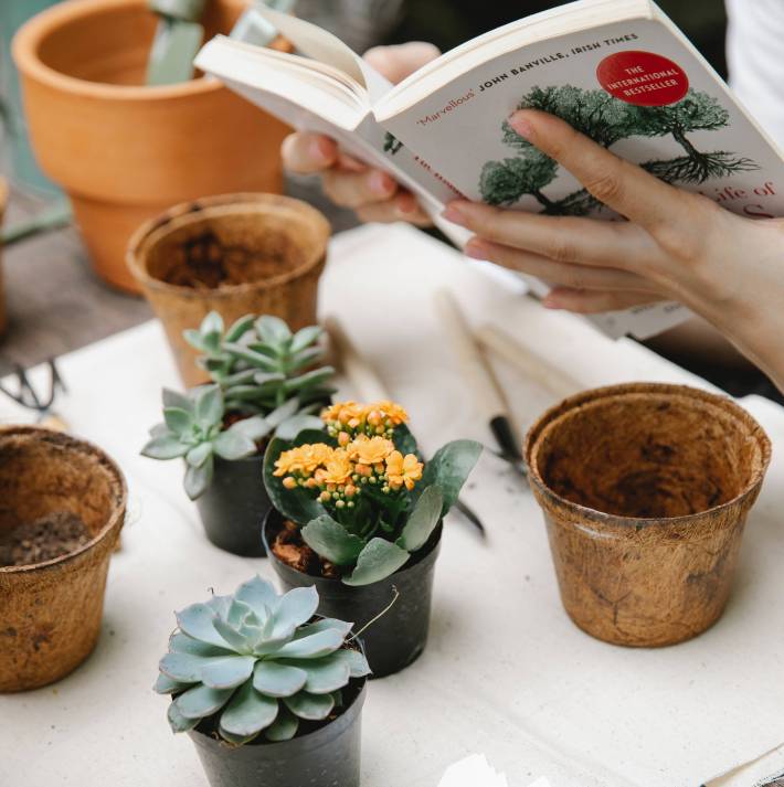 Hampers of plant seeds to add to the plant collection in your in-laws' garden