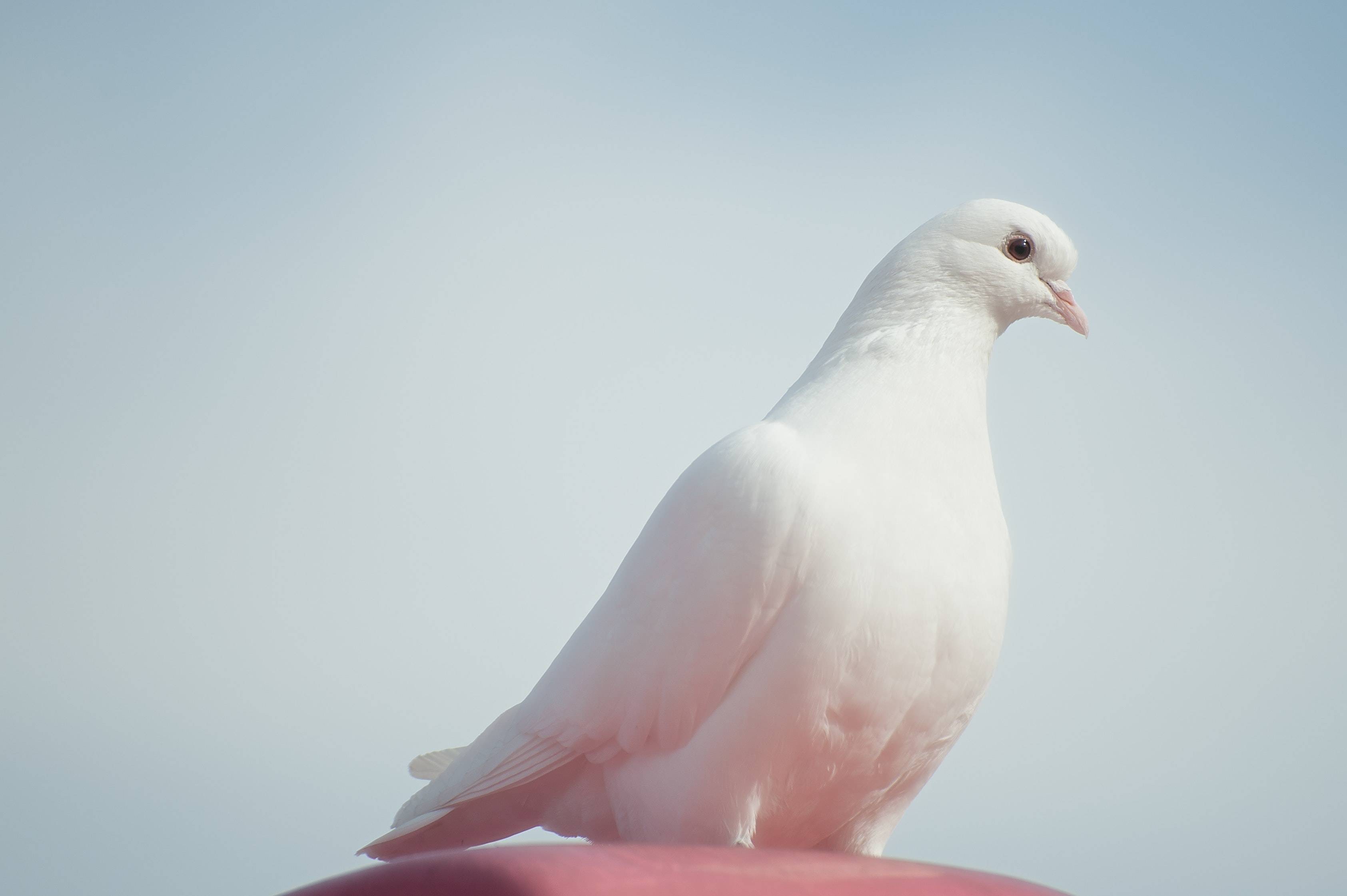 Arti Simbol Burung Merpati Putih di Hari Valentine